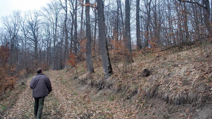 Laubwald im Herbst 132ha + 397ha bei risma
