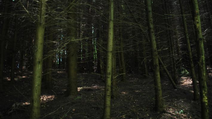 Bäume 132ha + 397ha bei risma