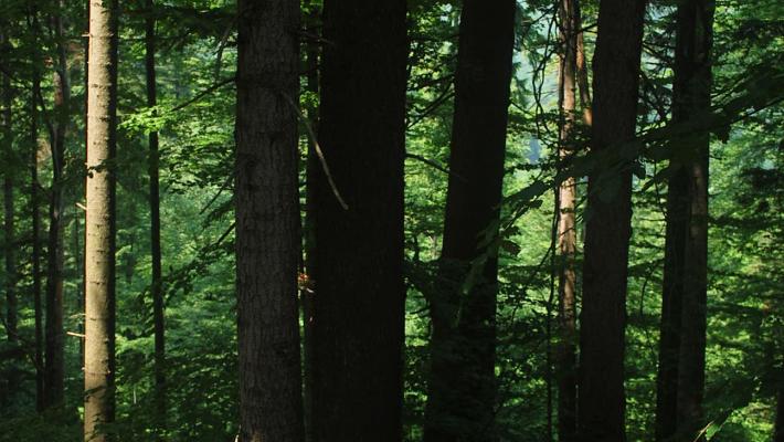 132ha + 397ha bei risma