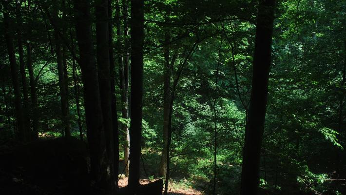 Laubwald Spazierweg 132ha + 397ha bei risma